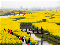 自駕！百畝花海綻放，絕美仙境來(lái)襲... 去這里驚艷你這個(gè)春天的朋友圈！